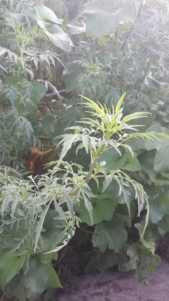 da identificare: Bidens sp. (Asteraceae)
